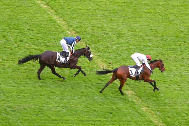 Photo d'arrivée de la course pmu PRIX MORTEMART à AUTEUIL le Mardi 10 septembre 2024