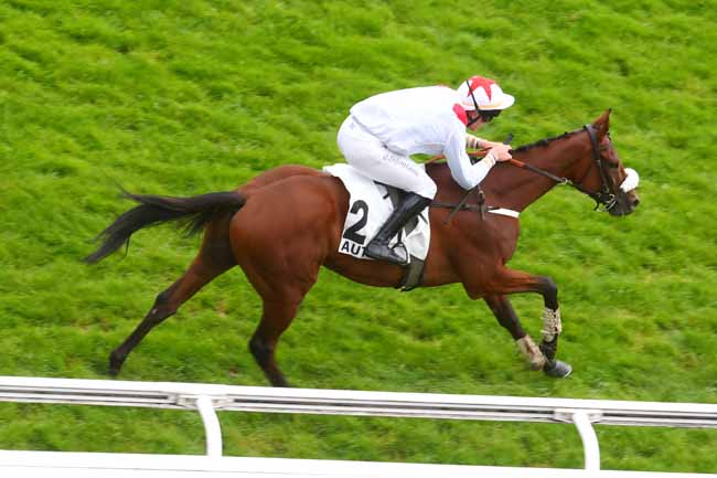 Photo d'arrivée de la course pmu PRIX DE GIEN à AUTEUIL le Mardi 24 septembre 2024