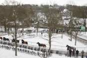 La photo de Deauville Neige  Hippodrome de Deauville, quinté + prix louis brunet, quinté nocturne, quinté prix cacao, quinté plus , rapport pmu, pmu, pmu pronostic