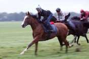 La photo de Belle Masquee Hippodrome De Craon, quinté plus, pronostic pmu gratuit, turf, résultat et rapports pmu