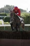 La photo de Dragon Mask hippodrome de vincennes, prix finot, quinté plus, pronostic pmu gratuit, résultats pmu, rapports pmu, turf