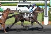 La photo de Rikita Du Bouffey hippodrome du croisé-laroche, quinté plus, pronostic pmu gratuit, résultats pmu, rapports pmu, turf