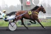 La photo de Tchao De Loiron  hippodrome de Paris-Vincennes, Prix d'amérique 2011,  quinté+ prix de Cornulier, ready cash,  quinté plus nocturne, quinté+, quinté plus, pronostic p