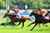 La photo de Baiadera PRIX DE CHEVILLY  pronostic quinté, sélection de la presse,  rapports PMU, cotes PMU,  quinté plus, résultats PMU, Turf