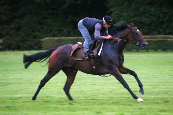 La photo de Treve 