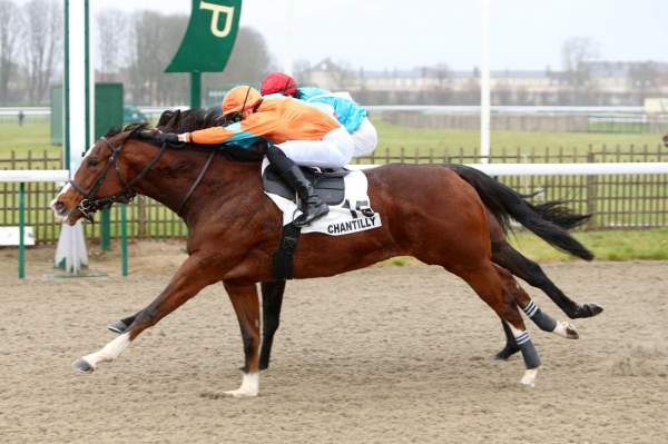 La photo de Darshano Quinté+ Pmu Prix de la Piste des Lions 2019 à Chantilly