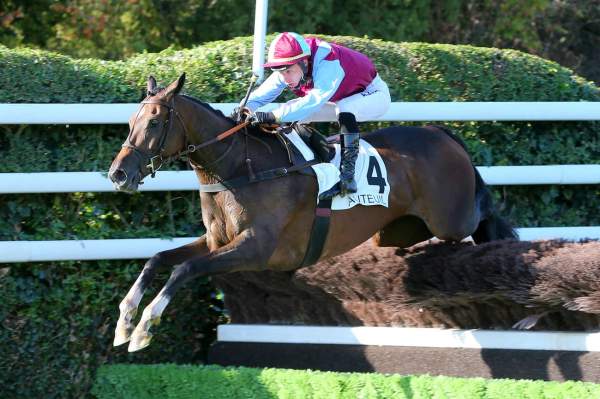 La photo de L'autonomie Course Pmu Prix de Compiègne 2020 à Auteuil