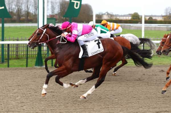 La photo de Josephino PRIX DU CHENE DU COUP DE FOUDRE - QUINTE + - HIPPODROME DE CHANTILLY 30/10/2022