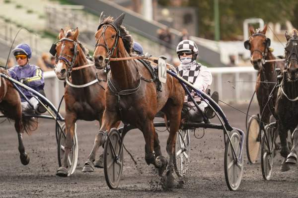 La photo de Hamandina Arrivée Quinté+ Pmu Prix de Maure-de-Bretagne à Vincennes