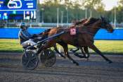 La photo de Katouchka arrivée PMU Prix de Guericke à Paris Vincennes 