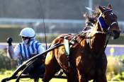 La photo de Inexess Bleu Arrivée PMU Pick5 Prix de la Mayenne à Vincennes