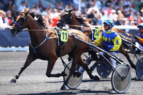 La photo de Bilo Jepson Arrivée PMU Quinté+ Prix Bertrand Deloison à Vincennes