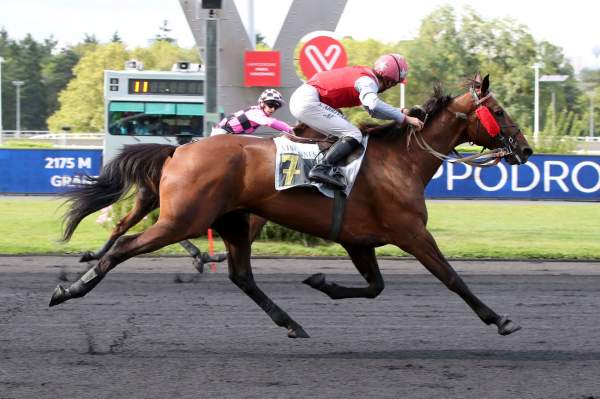 La photo de Gigolo Lover arrivée PMU Prix Camille Lepecq (Gr.II) à Vincennes 