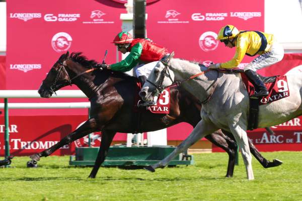 La photo de Blue Brother arrivée Quinté+ Prix de la Place de la Concorde à Paris-Longchamp