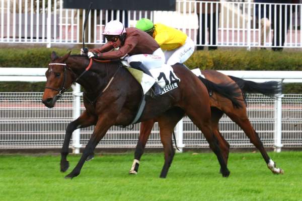 La photo de Apaniiwa Arrivée Quinté+ PMU Dragey-Ronthon - Prix Marc Antony à Auteuil