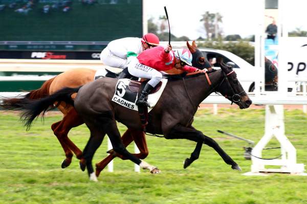 La photo de Khamma arrivée du Quinté+ PMU Prix de Grasse à Cagnes-sur-Mer