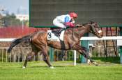 La photo de Trabuco Arrivée Quinté+ Pmu Prix de la Gascogne à Saint-Cloud