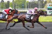 La photo de Kyt Kat arrivée pmu Prix René Palyart Etrier 4 ans Q1 (Gr.II) à Vincennes