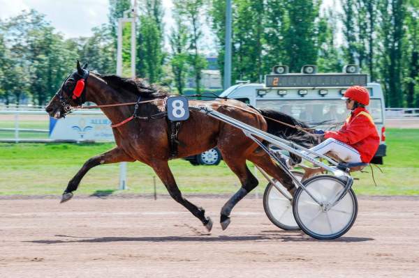 Photo de LOOPING DAY cheval de TROT ATTELE