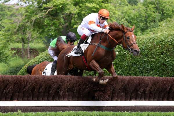 La photo de Nietzsche Has Arrivée PMU Prix Hope - Prix Aguado à Auteuil