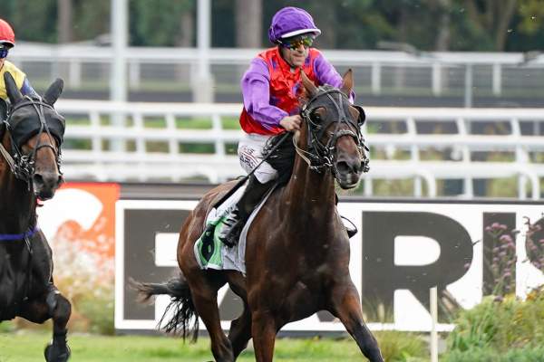 Photo de JUMBO DE LUNESE cheval de TROT MONTE