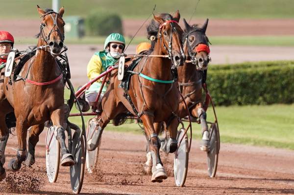 La photo de KERIDO D'ALOUETTE