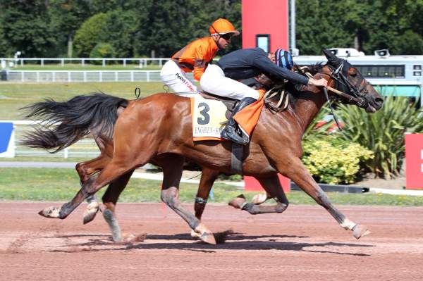 Photo de EXTREME DESBOIS cheval de TROT MONTE