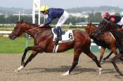 La photo de Mr Kodiac arrivée pmu Prix de Perseigne à Deauville