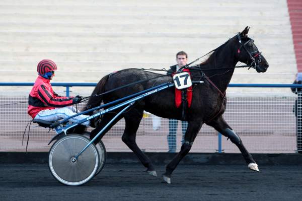 Photo de KING PRESTIGE cheval de TROT ATTELE