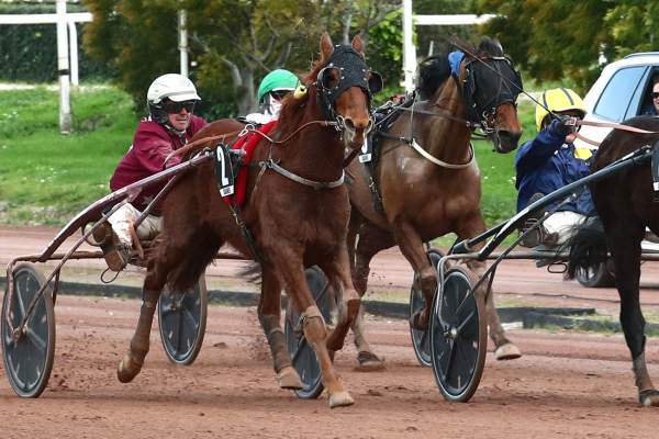 Photo de JAIME DE DOMPIERRE cheval de TROT ATTELE