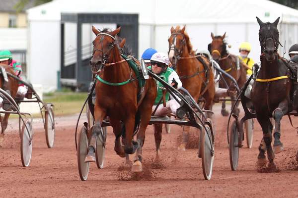 Photo de IVRE DE TOI cheval de TROT ATTELE