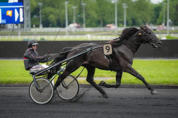 La photo de HERALDIQUE