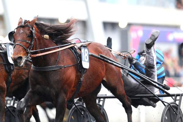 La photo de Idao De Tillard Arrivée Quinté+ PMU Prix d'Amérique - Amérique Races à Vincennes