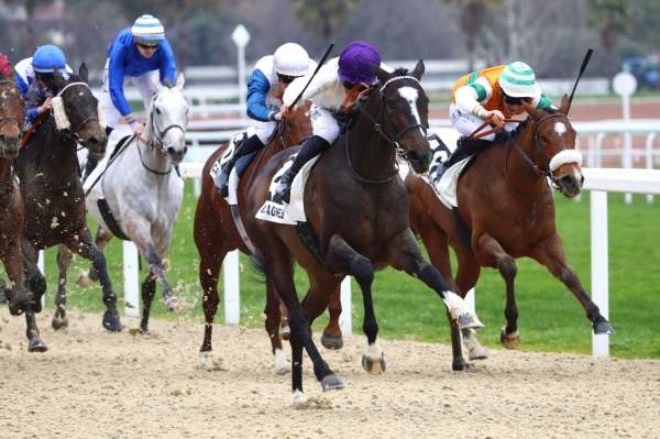 La photo de Saint Etienne Arrivée Quinté+ Pmu Prix Henri Rossi à Cagnes-sur-Mer