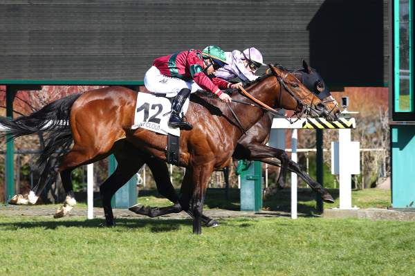 La photo de American Glory Arrivée Quinté+ Pmu Prix de la Gascogne à Saint-Cloud